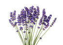 Plantes & Parfums dried Lavender flowers - Divine Yoga Shop