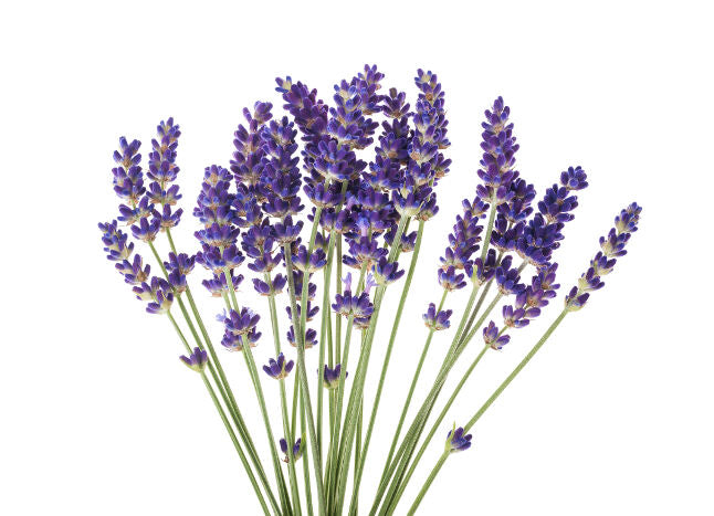 Plantes & Parfums dried Lavender flowers - Divine Yoga Shop