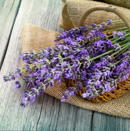 Premium Lavender bag - Authentic dried Lavender flowers × 1 Bag of 18 grams - Divine Yoga Shop