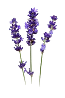 Colorful Fragrant Lavender bags 18 grams - Divine Yoga Shop